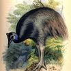 Struthioniformes